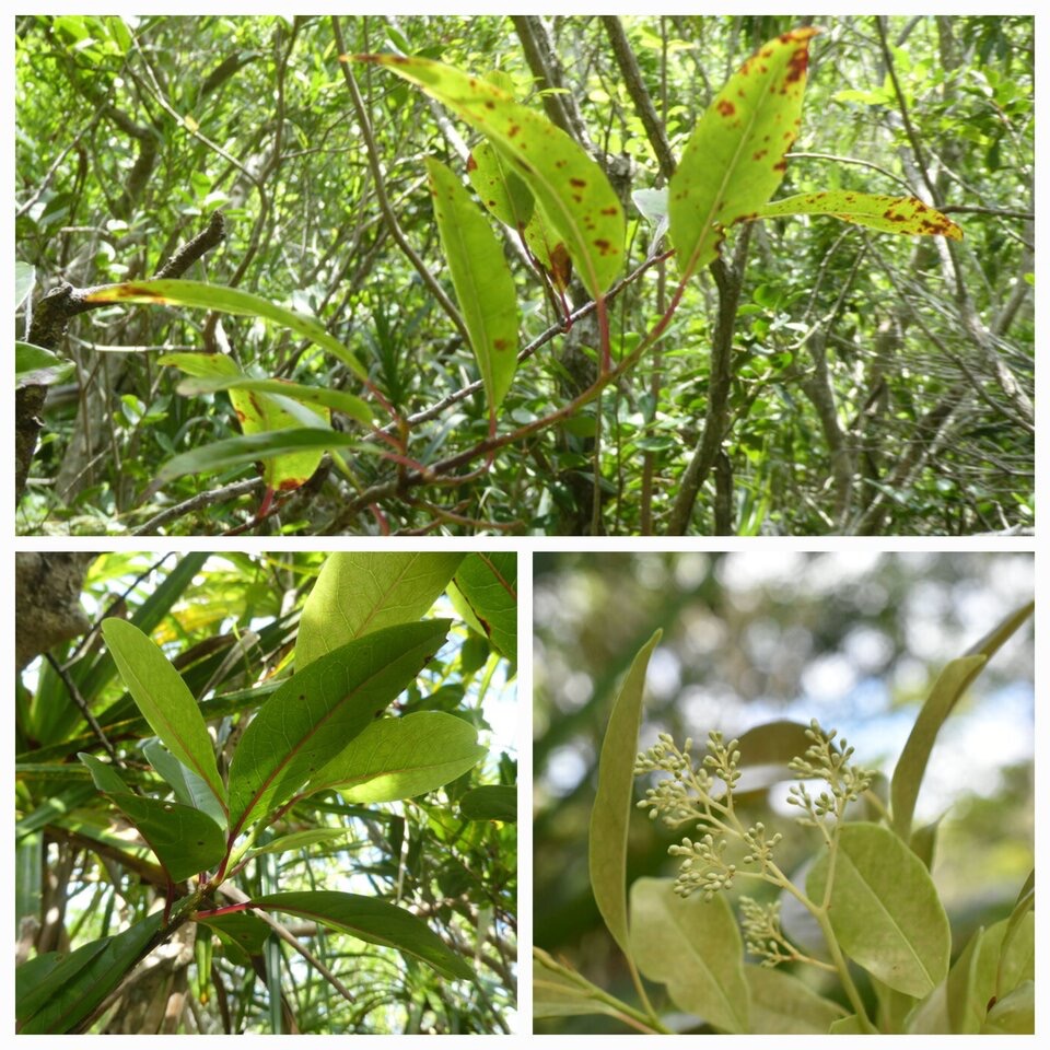 Apodytes dimidiata - Peau gris - ICACINACEAE - Indigene Reunion - 20230412_121715.jpg