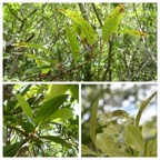 Apodytes dimidiata - Peau gris - ICACINACEAE - Indigene Reunion - 20230412_121715.jpg