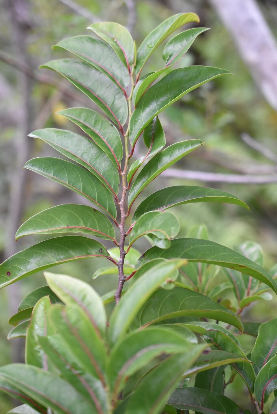 Casearia_coriacea-Bois_de_cabri_rouge-SALICACEAE-Endémique_Reunion_Maurice-MB3_1743.jpg