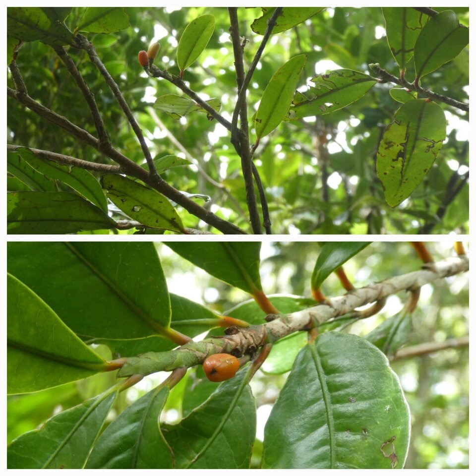 Erythroxylum laurifolium - Bois de rongue - ERYTHROXYLACEAE - Endemique Reunion Maurice - 20230412_114126.jpg