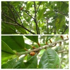 Erythroxylum laurifolium - Bois de rongue - ERYTHROXYLACEAE - Endemique Reunion Maurice - 20230412_114126.jpg