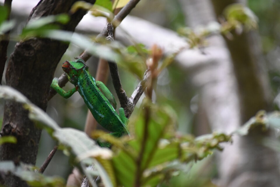 Furcifer pardalis - Endormi - CHAMAELEONIDAE - Madagascar - MB3_1777.jpg