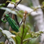 Furcifer pardalis - Endormi - CHAMAELEONIDAE - Madagascar - MB3_1777.jpg