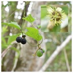 Passiflora suberosa - Liane grain d'encre - PASSIFLORACEAE - EE - 20230412_115249.jpg