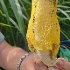 Phallus impudicus - PHALLACEAE - 20230411_152638.jpg