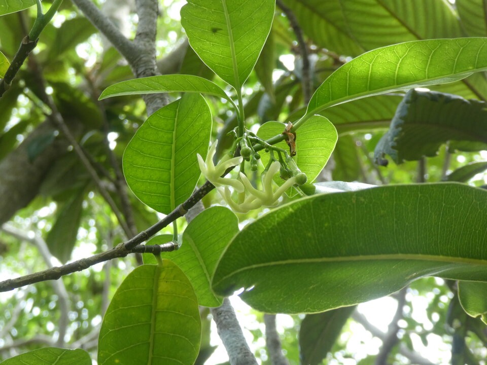 Tabernaemontana_mauritiana-Bois_de_lait-Apocynaceae-Endemique_Reunion_Maurice-P1060174.jpg