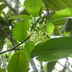 Tabernaemontana_mauritiana-Bois_de_lait-Apocynaceae-Endemique_Reunion_Maurice-P1060174.jpg