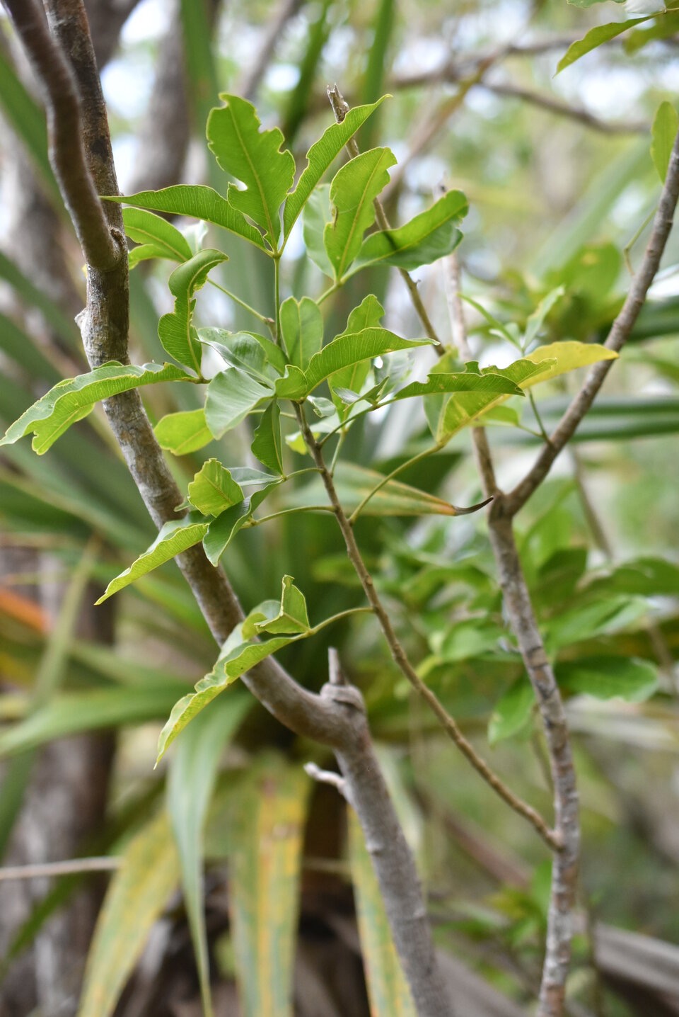 Vepris_lanceolata-Pate_poule_St_Leu-RUTACEAE-Mascareignes_MB3_1808.jpg