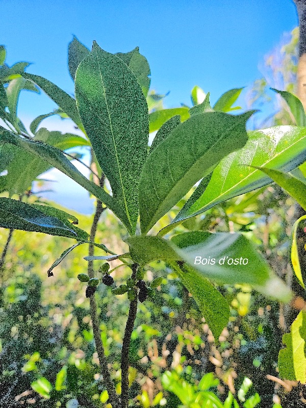 Antirhea borbonica Bois d'osto Rubiaceae Indigène La Réunion 15.jpeg