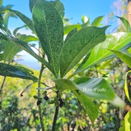 Antirhea borbonica Bois d'osto Rubiaceae Indigène La Réunion 15.jpeg