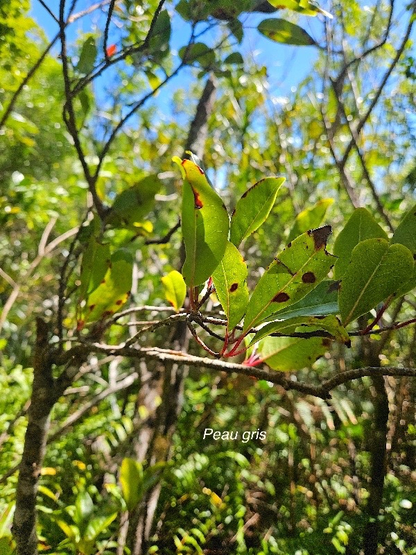 Apodytes dimidiata Peau gris Metteniusaceae  Indigène La Réunion 33.jpeg