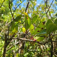 Apodytes dimidiata Peau gris Metteniusaceae  Indigène La Réunion 33.jpeg