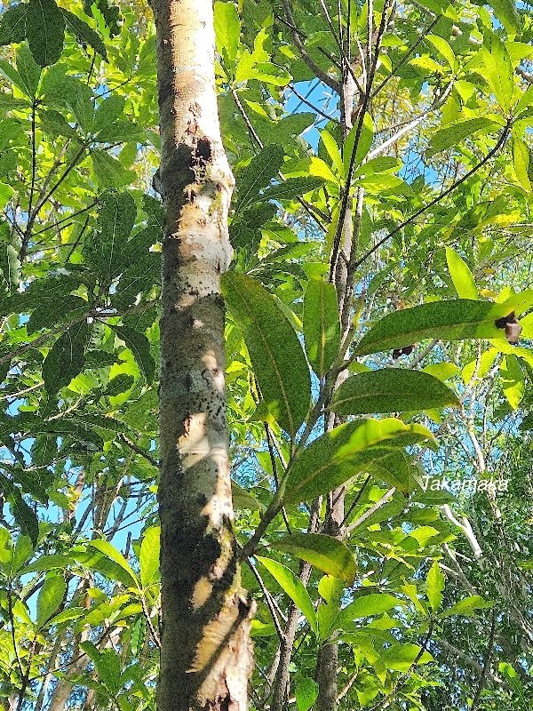 Calophyllum tacamahaca Takamaka Calophyllaceae Endémique La Réunion, Maurice 45.jpeg