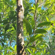 Calophyllum tacamahaca Takamaka Calophyllaceae Endémique La Réunion, Maurice 45.jpeg