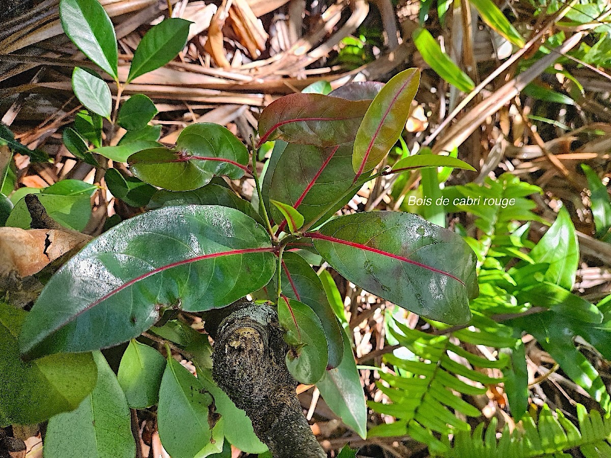 Casearia coriacea Bois de cabri rouge Salicaceae Endémique La Réunion, Maurice 02.jpeg