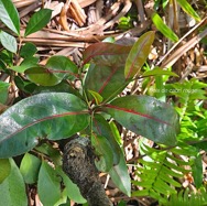 Casearia coriacea Bois de cabri rouge Salicaceae Endémique La Réunion, Maurice 02.jpeg