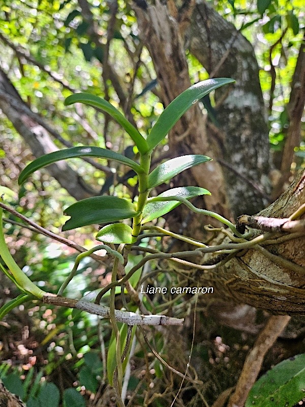 Cryptopus elatus Liane camaron Orchidacea e Endémique La Réunion, Maurice 21.jpeg