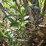 Cryptopus elatus Liane camaron Orchidacea e Endémique La Réunion, Maurice 21.jpeg