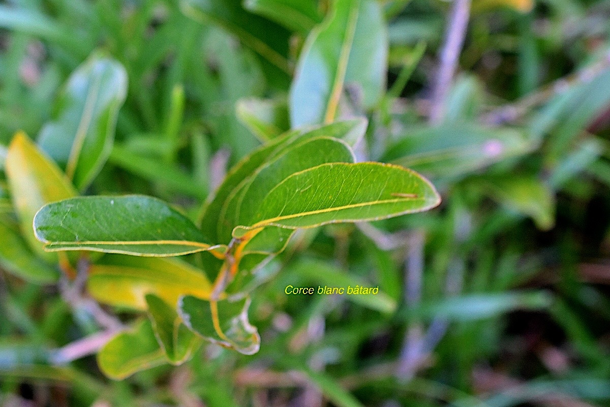 Drypetes caustica Corce blanc ba?tard Putranjiv aceae Endémique La Réunion, Maurice 3196.jpeg