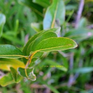 Drypetes caustica Corce blanc ba?tard Putranjiv aceae Endémique La Réunion, Maurice 3196.jpeg