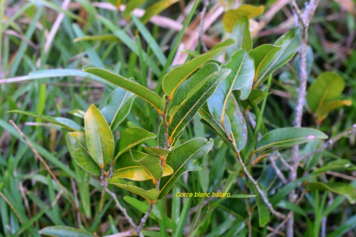 Drypetes caustica Corce blanc ba?tard Putranjiv aceae Endémique La Réunion, Maurice 3199.jpeg