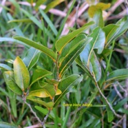 Drypetes caustica Corce blanc ba?tard Putranjiv aceae Endémique La Réunion, Maurice 3199.jpeg