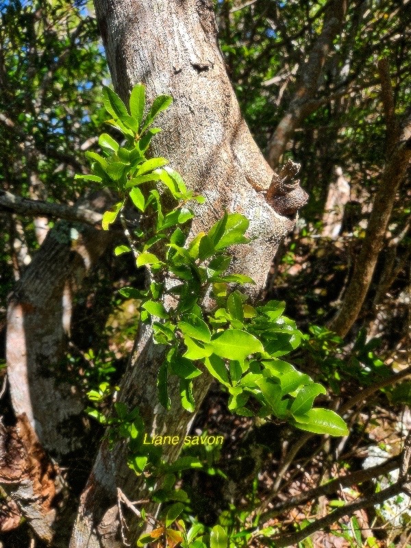 Embelia angustifolia Liane savon Primulace ae Endémique La Réunion, Maurice 19.jpeg