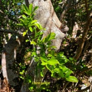 Embelia angustifolia Liane savon Primulace ae Endémique La Réunion, Maurice 19.jpeg