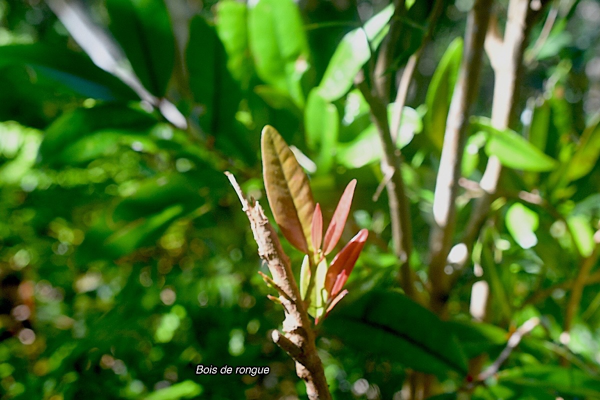 Erythroxylum laurifolium Bois de rongue Erythroxy laceae  Endémique La Réunion, Maurice 3242.jpeg