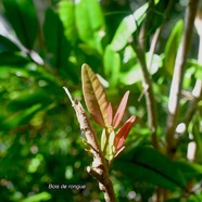 Erythroxylum laurifolium Bois de rongue Erythroxy laceae  Endémique La Réunion, Maurice 3242.jpeg