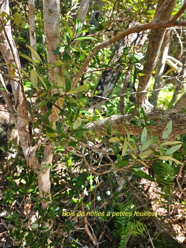 Eugenia buxifolia Bois de nèfles à petites feuilles Myrtaceae Endémique La Réunion 15.jpeg