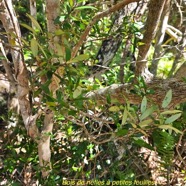 Eugenia buxifolia Bois de nèfles à petites feuilles Myrtaceae Endémique La Réunion 15.jpeg