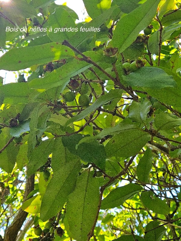 Eugenia mespiloides Bois de nèfles à grandes feuilles Myrtaceae Endémique La Réunion 54.jpeg