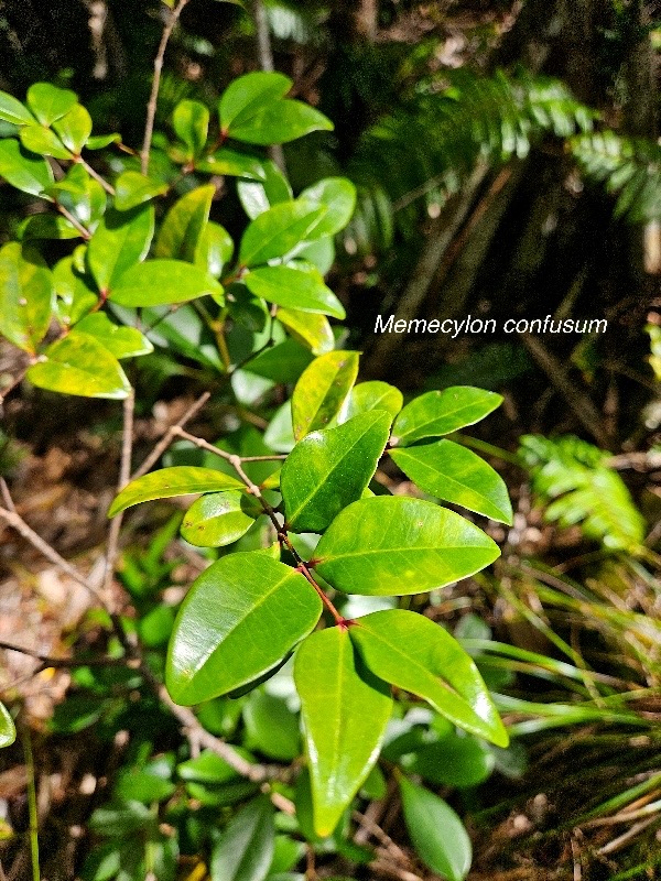 Memecylon confusum Bois de balai Melast omataceae Endémique La Réunion 06.jpeg