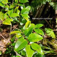 Memecylon confusum Bois de balai Melast omataceae Endémique La Réunion 06.jpeg