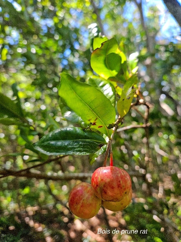 Myonima obovata Bois de prune rat Rubiace ae Endémique La Réunion, Maurice 32.jpeg