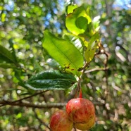 Myonima obovata Bois de prune rat Rubiace ae Endémique La Réunion, Maurice 32.jpeg