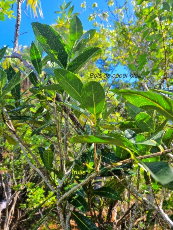 Noronhia broomeana Bois de coeur bleu Oleac eae Endémique La Réunion, Maurice 48.jpeg