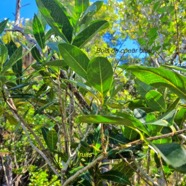 Noronhia broomeana Bois de coeur bleu Oleac eae Endémique La Réunion, Maurice 48.jpeg