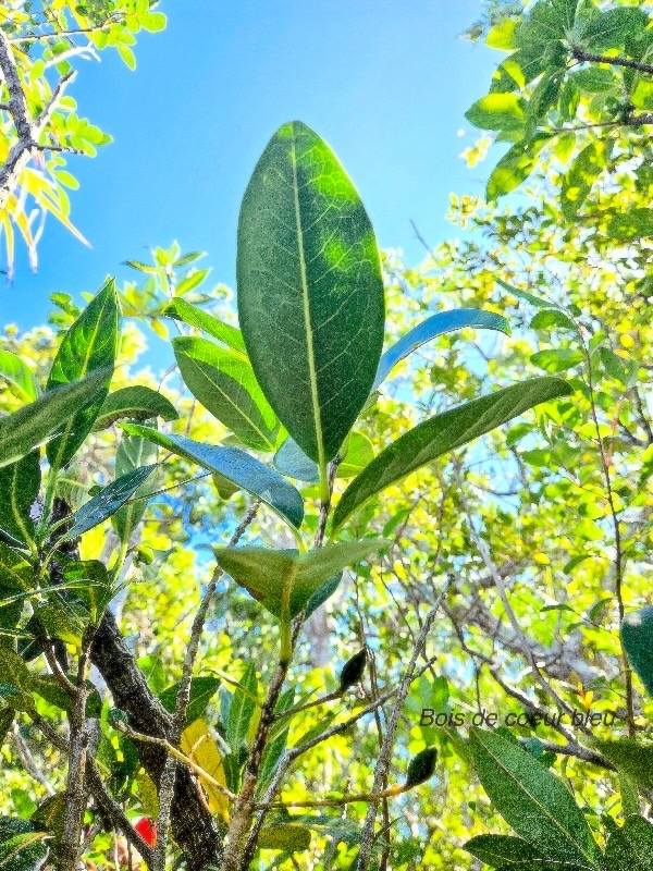 Noronhia broomeana Bois de coeur bleu Oleac eae Endémique La Réunion, Maurice 49.jpeg