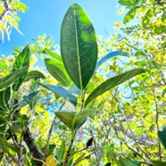 Noronhia broomeana Bois de coeur bleu Oleac eae Endémique La Réunion, Maurice 49.jpeg