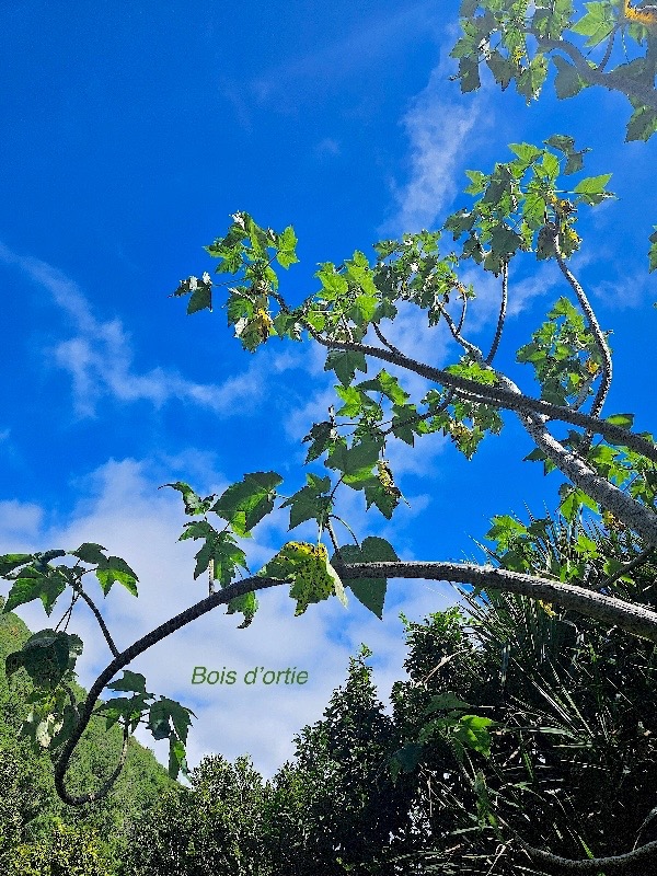 Obetia ficifolia Bois d'ortie Urtica ceae Endémique Mascareignes 19.jpeg