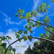 Obetia ficifolia Bois d'ortie Urtica ceae Endémique Mascareignes 19.jpeg