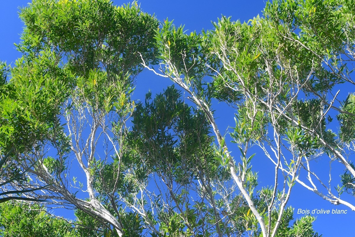 Olea lancea Bois d'olive blanc Olea ceae Indigène La Réunion 3229.jpeg