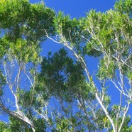 Olea lancea Bois d'olive blanc Olea ceae Indigène La Réunion 3229.jpeg