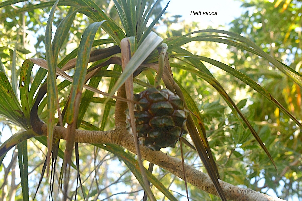 Pandanus sylvestris Petit vacoa Pandanaceae Endémique La Réunion 3241.jpeg