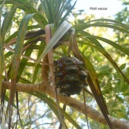 Pandanus sylvestris Petit vacoa Pandanaceae Endémique La Réunion 3241.jpeg