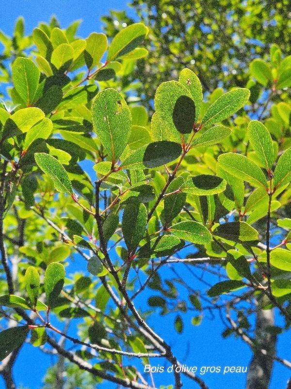 Pleurostylia pachyphloea Bois d'olive gros peau Celastraceae Endémique La Réunion 742.jpeg