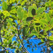 Pleurostylia pachyphloea Bois d'olive gros peau Celastraceae Endémique La Réunion 742.jpeg