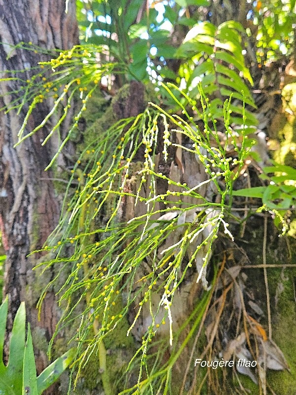 Psilotum nudum Fougère filao Psilotaceae Indigène La Réunion 14.jpeg